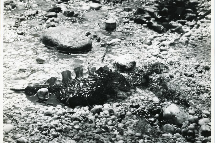 Forme insolite de la Nature, Compagne de Massy, „Creation Photographique“, 18 bis, rue Gambetta, Massy